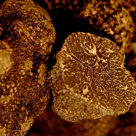 Schwarzer Adler Vogtsburg