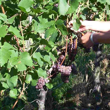 Otel Schwarzer Adler 4*