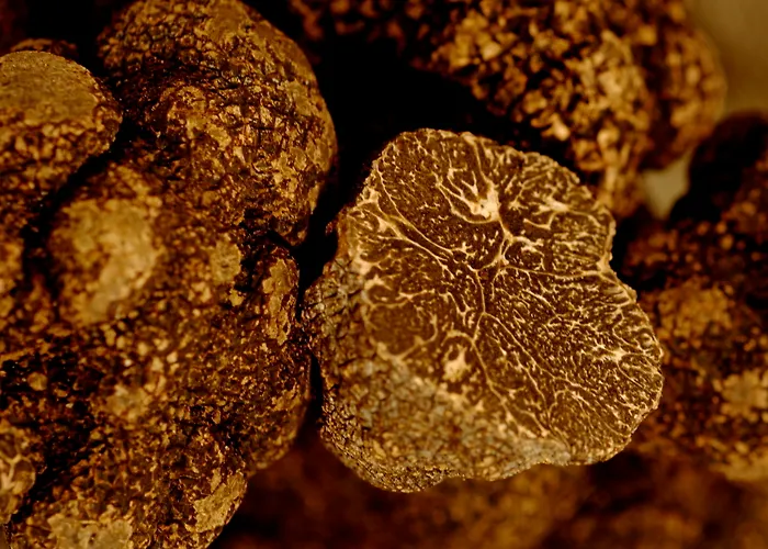 Schwarzer Adler Vogtsburg