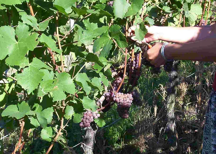 Hotel Schwarzer Adler 4*