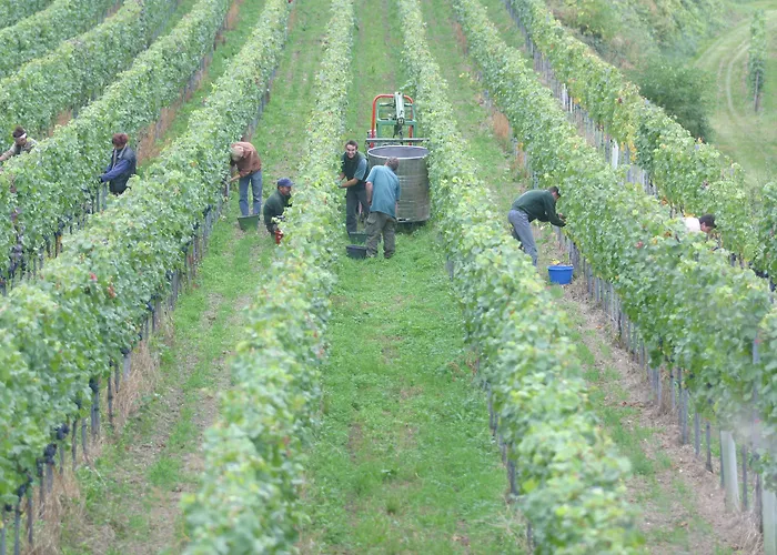 Hotel Schwarzer Adler Vogtsburg